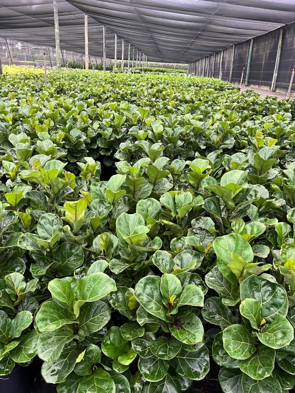 Brisbane Water Bores  0316